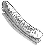 Иллюстрация к книге — Лампёшка [i_052.jpg]