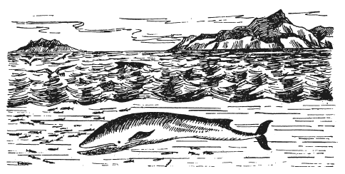 Иллюстрация к книге — Занимательная география [i_037.jpg]