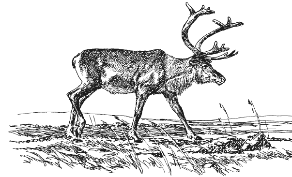 Иллюстрация к книге — Занимательная география [i_072.jpg]