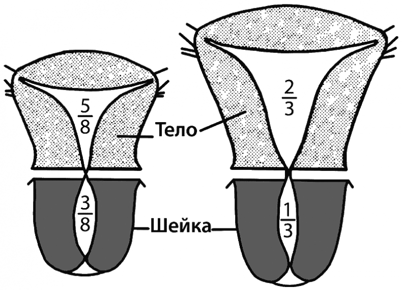 Иллюстрация к книге — Малыш, ты скоро? Как повлиять на наступление беременности и родить здорового ребенка [i_008.jpg]