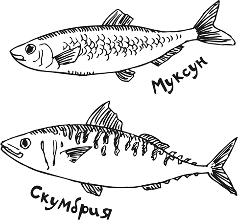 Иллюстрация к книге — «Моревизор» уходит в плавание, или Путешествие в глубь океана [i_007.jpg]