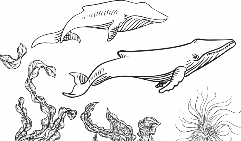 Иллюстрация к книге — «Моревизор» уходит в плавание, или Путешествие в глубь океана [i_013.jpg]