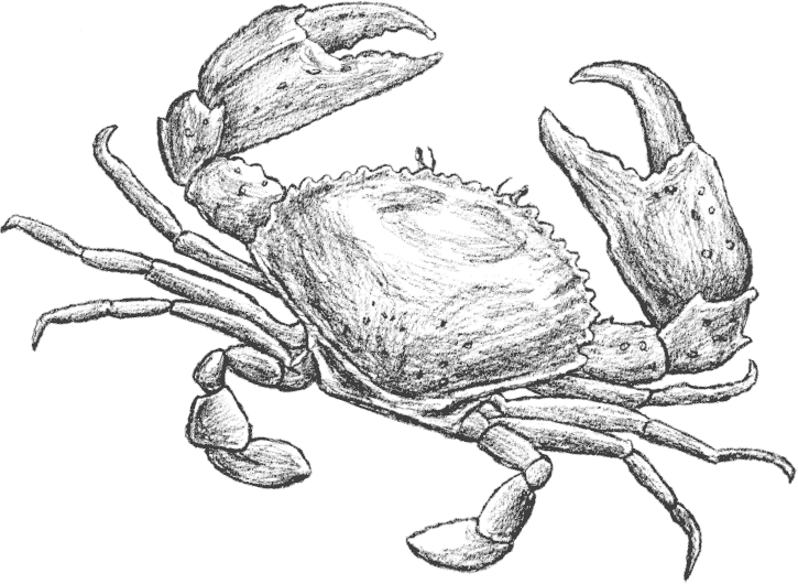 Иллюстрация к книге — «Моревизор» уходит в плавание, или Путешествие в глубь океана [i_017.jpg]