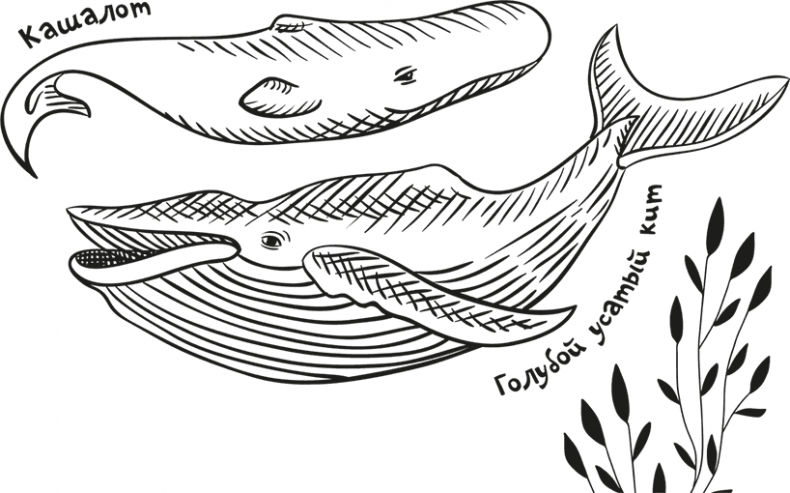 Иллюстрация к книге — «Моревизор» уходит в плавание, или Путешествие в глубь океана [i_021.jpg]