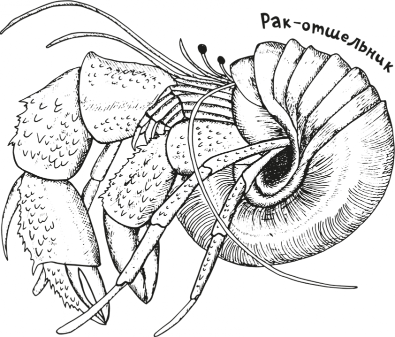 Иллюстрация к книге — «Моревизор» уходит в плавание, или Путешествие в глубь океана [i_039.jpg]