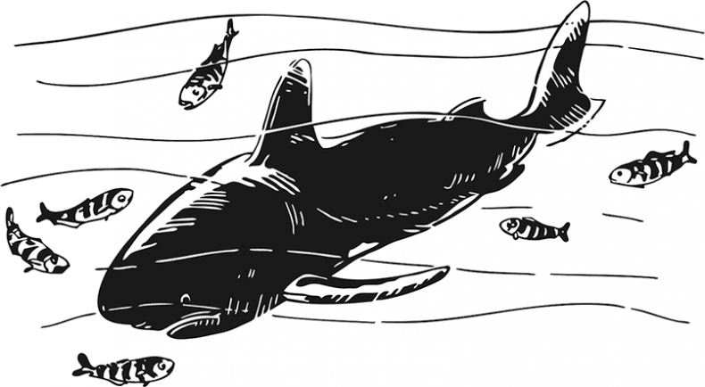 Иллюстрация к книге — «Моревизор» уходит в плавание, или Путешествие в глубь океана [i_042.jpg]