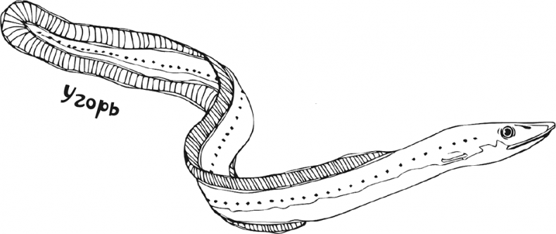 Иллюстрация к книге — «Моревизор» уходит в плавание, или Путешествие в глубь океана [i_065.jpg]