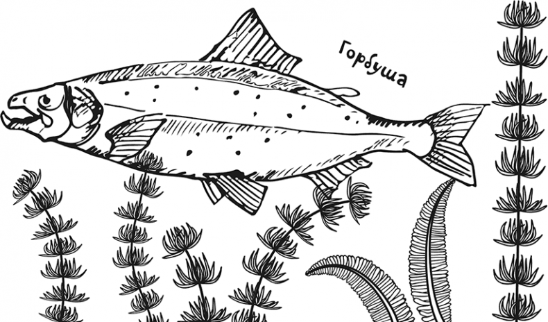 Иллюстрация к книге — «Моревизор» уходит в плавание, или Путешествие в глубь океана [i_071.jpg]