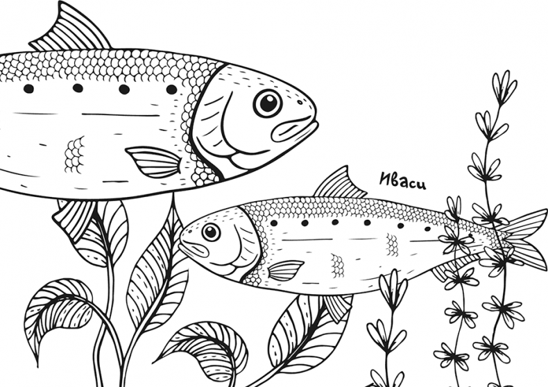 Иллюстрация к книге — «Моревизор» уходит в плавание, или Путешествие в глубь океана [i_073.jpg]