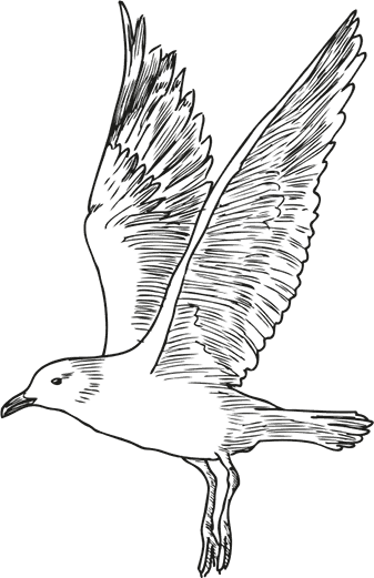 Иллюстрация к книге — «Моревизор» уходит в плавание, или Путешествие в глубь океана [i_078.jpg]