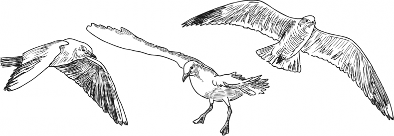 Иллюстрация к книге — «Моревизор» уходит в плавание, или Путешествие в глубь океана [i_080.jpg]