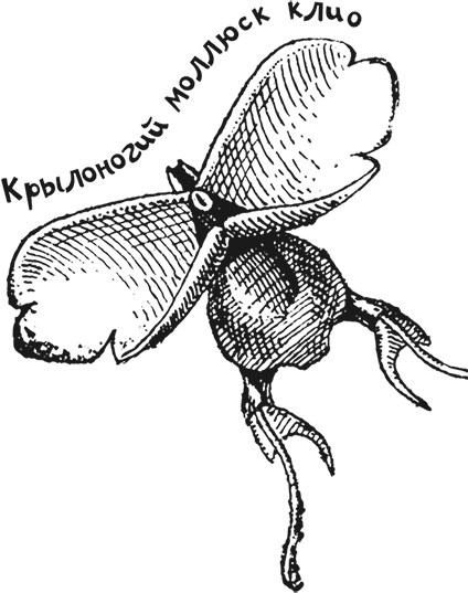 Иллюстрация к книге — «Моревизор» уходит в плавание, или Путешествие в глубь океана [i_088.jpg]