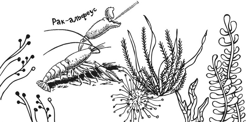 Иллюстрация к книге — «Моревизор» уходит в плавание, или Путешествие в глубь океана [i_094.jpg]