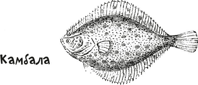 Иллюстрация к книге — «Моревизор» уходит в плавание, или Путешествие в глубь океана [i_107.jpg]