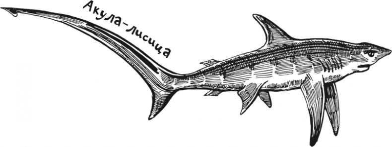 Иллюстрация к книге — «Моревизор» уходит в плавание, или Путешествие в глубь океана [i_111.jpg]