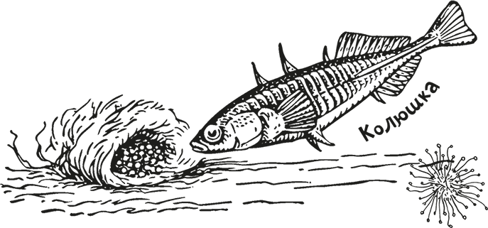 Иллюстрация к книге — «Моревизор» уходит в плавание, или Путешествие в глубь океана [i_112.jpg]