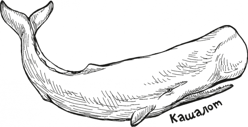 Иллюстрация к книге — «Моревизор» уходит в плавание, или Путешествие в глубь океана [i_114.jpg]