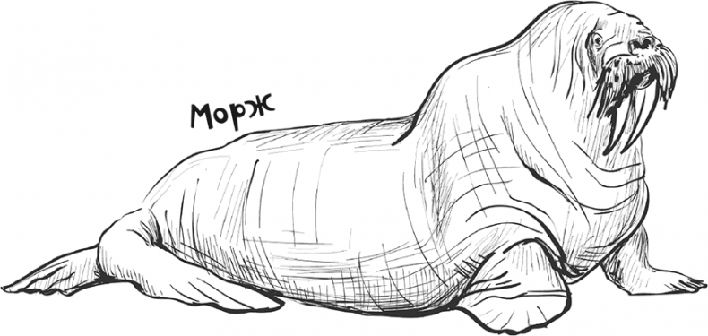 Иллюстрация к книге — «Моревизор» уходит в плавание, или Путешествие в глубь океана [i_115.jpg]