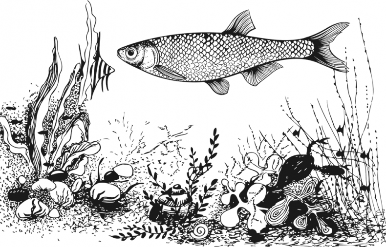 Иллюстрация к книге — «Моревизор» уходит в плавание, или Путешествие в глубь океана [i_119.jpg]