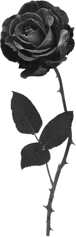 Иллюстрация к книге — Королевский Ассасин [i_001.jpg]