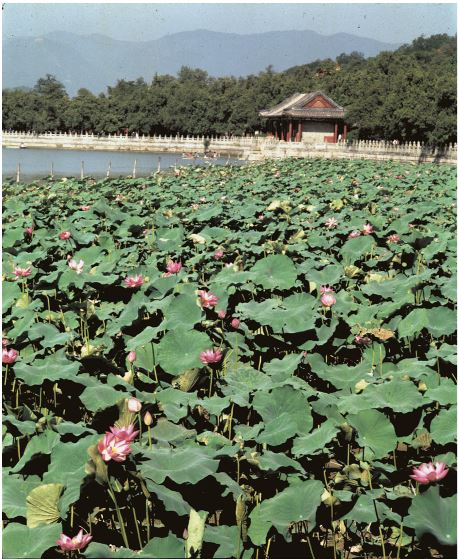 Иллюстрация к книге — Поднебесная страна/ Традиции, культура, праздники, кухня, медицина [i_021.jpg]