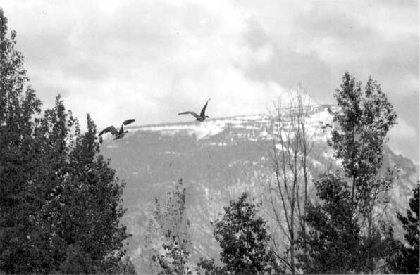 Иллюстрация к книге — Коллапс. Почему одни общества приходят к процветанию, а другие – к гибели [i_015.jpg]