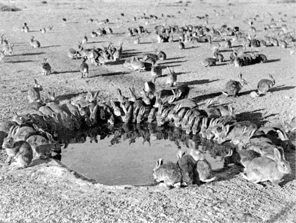 Иллюстрация к книге — Коллапс. Почему одни общества приходят к процветанию, а другие – к гибели [i_043.jpg]