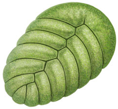 Иллюстрация к книге — История будущего. Что ждет Землю, Вселенную и человечество миллиарды лет спустя [i_008.jpg]