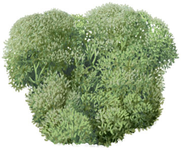 Иллюстрация к книге — История будущего. Что ждет Землю, Вселенную и человечество миллиарды лет спустя [i_020.jpg]