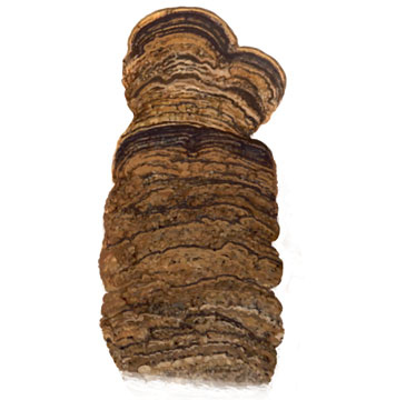 Иллюстрация к книге — История будущего. Что ждет Землю, Вселенную и человечество миллиарды лет спустя [i_025.jpg]