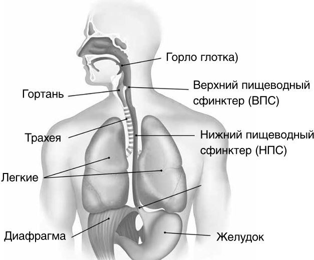 Иллюстрация к книге — Как вылечить изжогу, кашель, воспаление, аллергию, ГЭРБ : программа снижения кислотности за 28 дней [i_002.jpg]