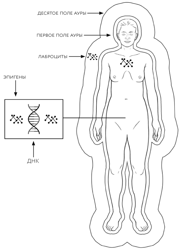 Иллюстрация к книге — Тонкие энергии для исцеления психологических травм, стресса и хронических заболеваний [i_024.jpg]
