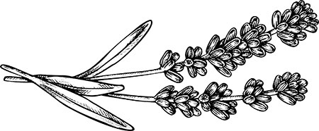 Иллюстрация к книге — Орлеан [i_037.jpg]