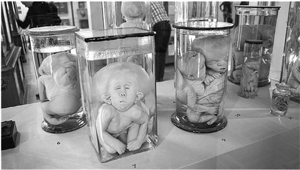 Иллюстрация к книге — Жизнь двенадцати царей. Быт и нравы высочайшего двора [i_003.jpg]