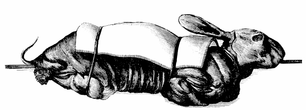 Иллюстрация к книге — Физиология вкуса [i_059.jpg]