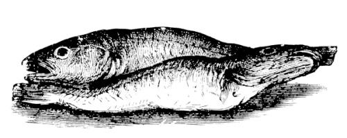 Иллюстрация к книге — Физиология вкуса [i_068.jpg]