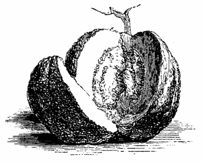 Иллюстрация к книге — Физиология вкуса [i_075.jpg]