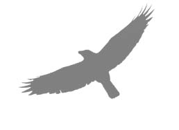 Иллюстрация к книге — Ночной ворон [i_002.jpg]