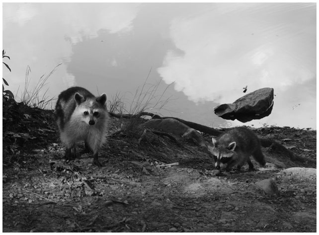 Иллюстрация к книге — Мышление разведчика. Почему одни люди видят все как есть и принимают правильные решения, а другие — заблуждаются [i_020.jpg]