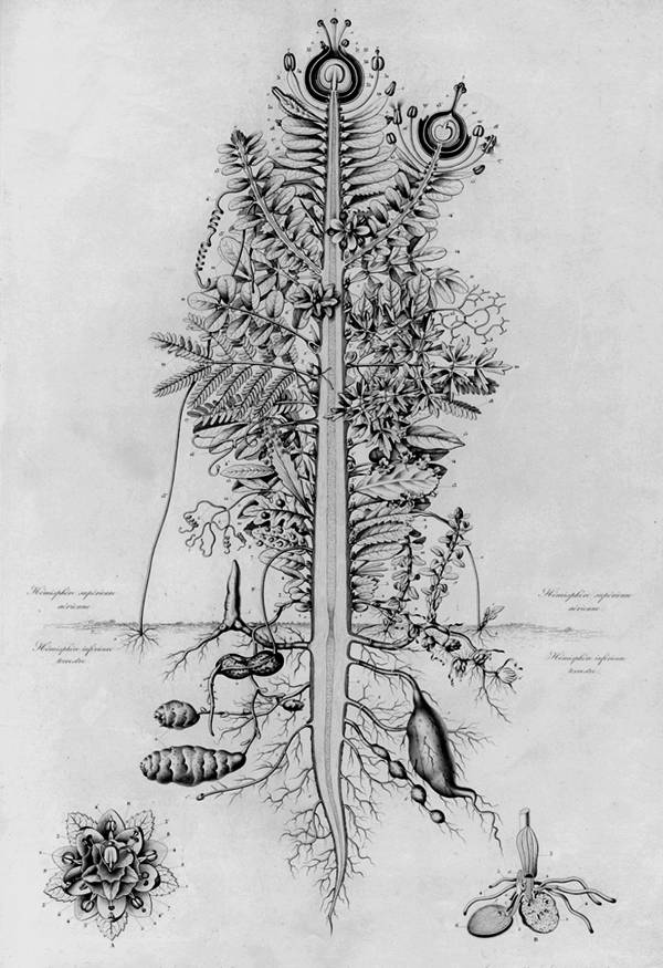 Иллюстрация к книге — Цивилизация [i_039.jpg]