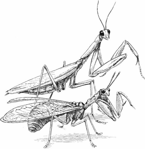 Иллюстрация к книге — Удивительная эволюция. Биологическая история Земли в невероятных превращениях и мутациях организмов [i_009.jpg]