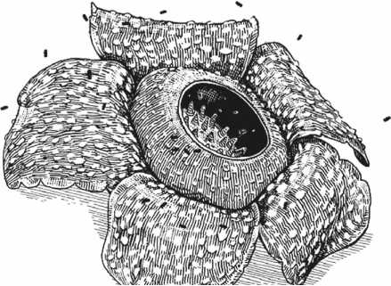 Иллюстрация к книге — Удивительная эволюция. Биологическая история Земли в невероятных превращениях и мутациях организмов [i_010.jpg]