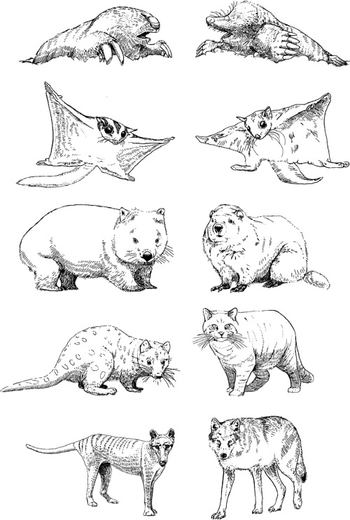 Иллюстрация к книге — Удивительная эволюция. Биологическая история Земли в невероятных превращениях и мутациях организмов [i_011.jpg]