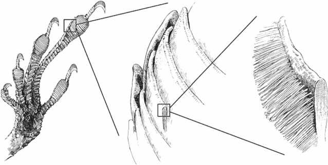 Иллюстрация к книге — Удивительная эволюция. Биологическая история Земли в невероятных превращениях и мутациях организмов [i_014.jpg]