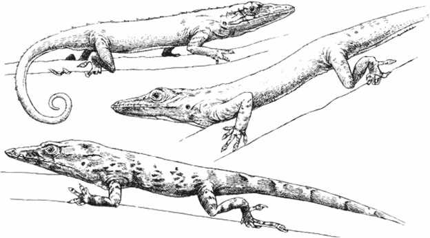 Иллюстрация к книге — Удивительная эволюция. Биологическая история Земли в невероятных превращениях и мутациях организмов [i_015.jpg]