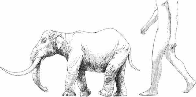 Иллюстрация к книге — Удивительная эволюция. Биологическая история Земли в невероятных превращениях и мутациях организмов [i_016.jpg]