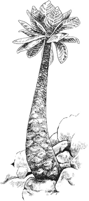 Иллюстрация к книге — Удивительная эволюция. Биологическая история Земли в невероятных превращениях и мутациях организмов [i_019.jpg]