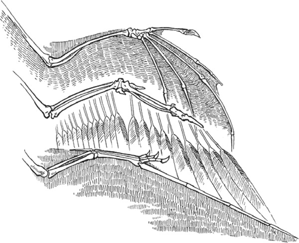 Иллюстрация к книге — Удивительная эволюция. Биологическая история Земли в невероятных превращениях и мутациях организмов [i_020.jpg]