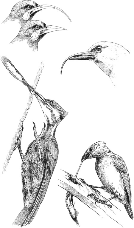 Иллюстрация к книге — Удивительная эволюция. Биологическая история Земли в невероятных превращениях и мутациях организмов [i_021.jpg]