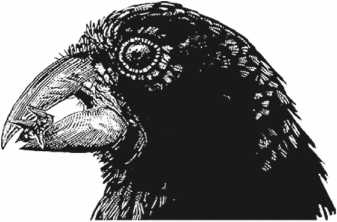 Иллюстрация к книге — Удивительная эволюция. Биологическая история Земли в невероятных превращениях и мутациях организмов [i_024.jpg]